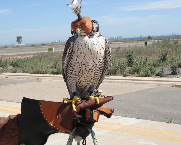 Uno de los halcones que 'limpiaron' ayer el espacio aéreo./Aena