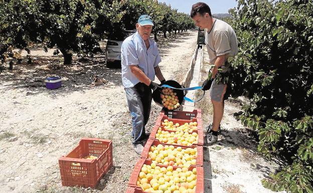 Dos agricultres vacían una cesta de albaricoques en Mula.