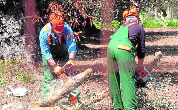 Operarios italianos talan olivos afectados por la 'Xylella fastidiosa' en la región de Puglia.