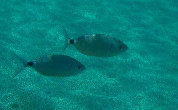 Una pareja de obladas en el Mediterráneo.