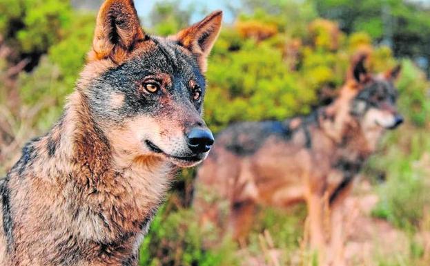 Dos lobos acechan una presa.