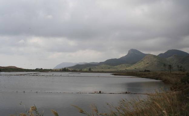 Grupos de gaviotas alzan el vuelo en las Salinas del Rasall. Al fondo, la silueta del Cabezo de la Fuente completa la estampa otoñal./