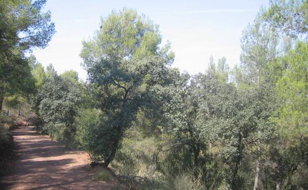 El camino a su paso por Las Carrascas.