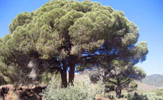 Grandes pinos piñoneros.