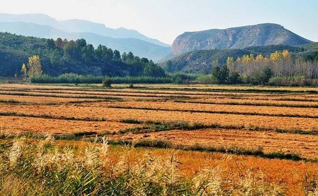 La vega arrocera del Segura, aguas abajo de Las Juntas.