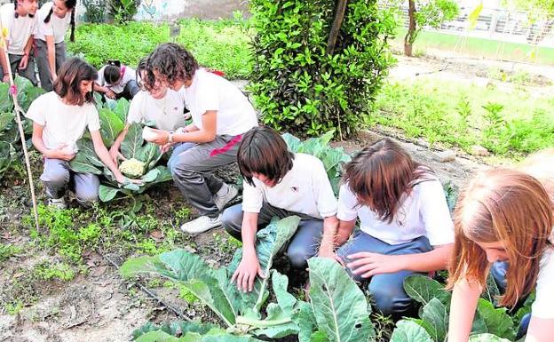 Un grupo de alumnos de Murcia, en su huerto escolar./La Verdad