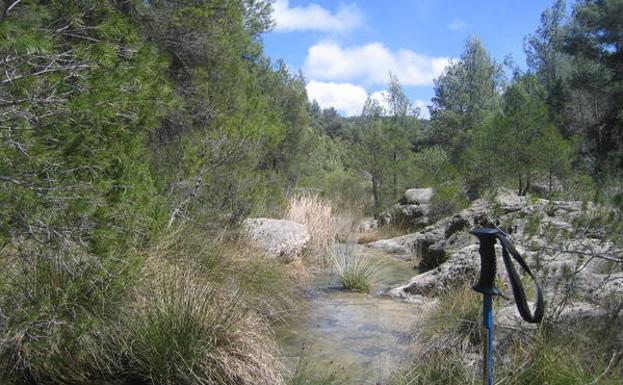 Pinos y juncos abrigan el cauce del río.