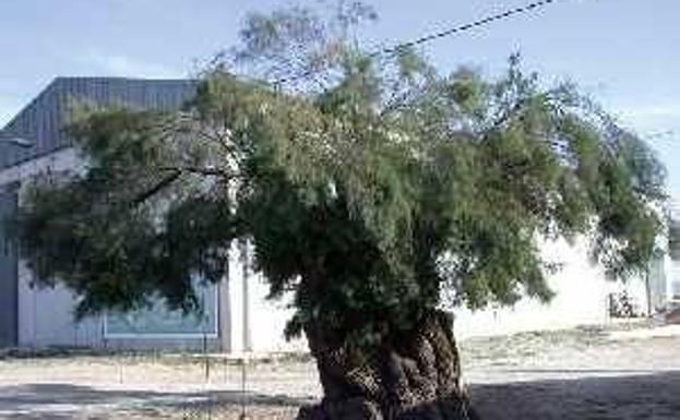 Taray de Lo Santero (Torre Pacheco).