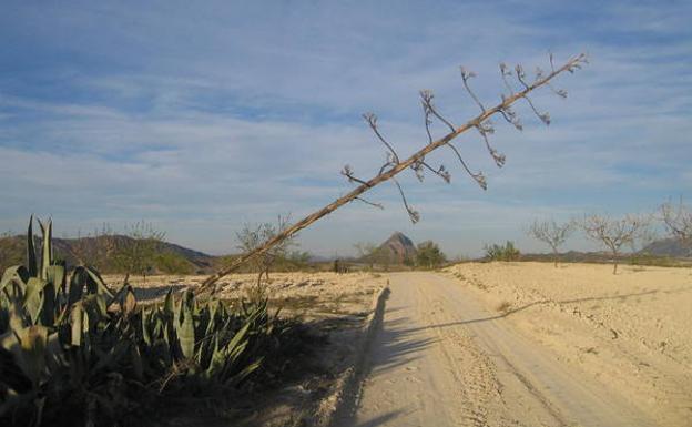 Una acibara se inclina sobre el camino solitario, que parece apuntar hacia el cerro del Almorchón./