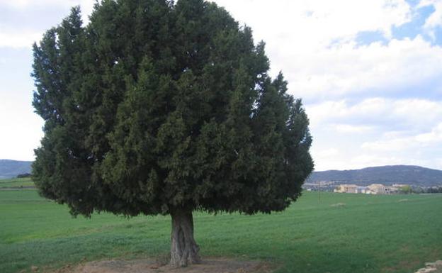 Ejemplar de sabina.
