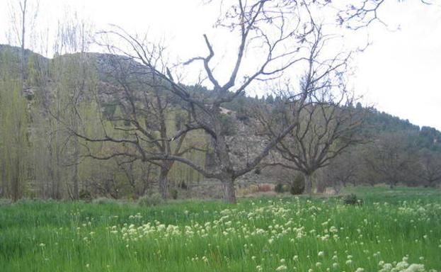 Vegetación de ribera en la Cañada del Conejo.