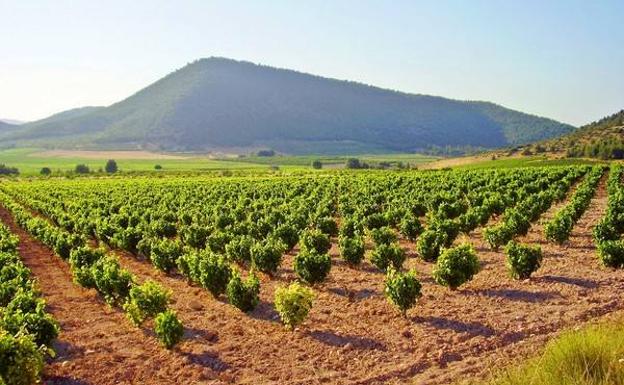 Viñedos con la Sierra de Lavia como telón de fondo.