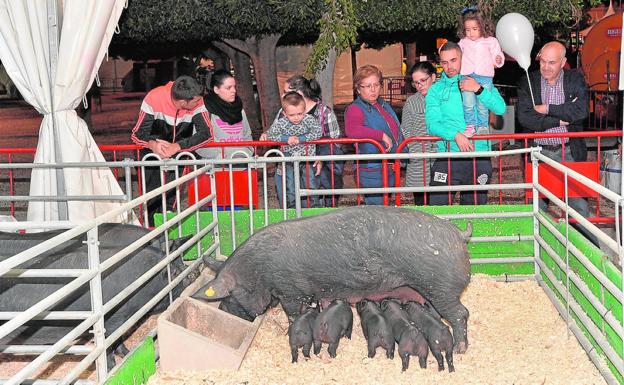 Una muestra de lo que se puede ver en Sepor. /SEPOR