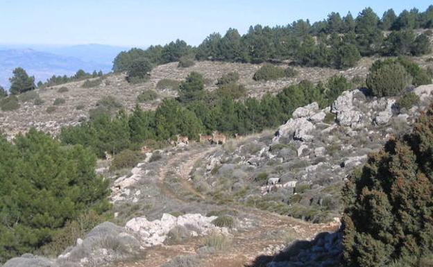 Grupo de arruis, en el camino de bajada hacia el Collado Mangueta.