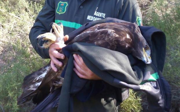 Un agente transporta el águila.