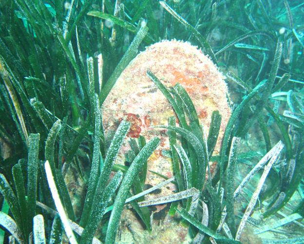 Una nacra ('Pinna nobilis') crece entre una pradera de posidonia, en el medio natural./Oceanogràfic