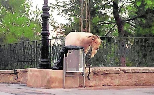 El macho cabrío detrás de una papelera en el castillo./A. A.