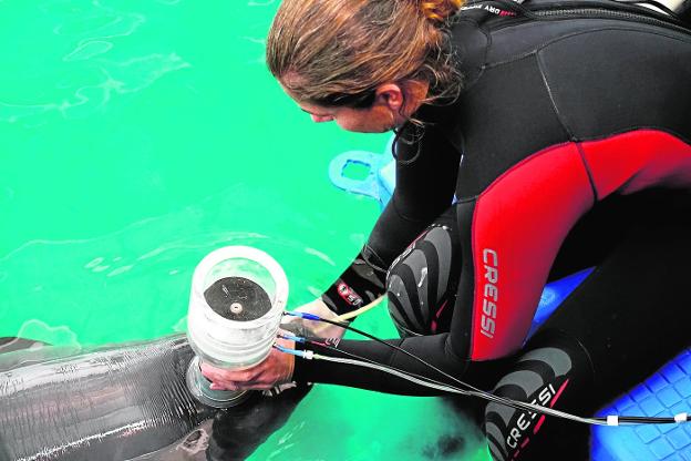 Una de las integrantes del equipo de investigadores realiza la primera espirometría de 'Kylu'./Oceanogràfic