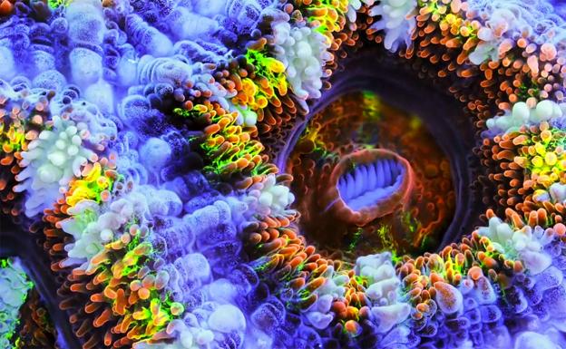 'Chasing Coral', documental de Netflix