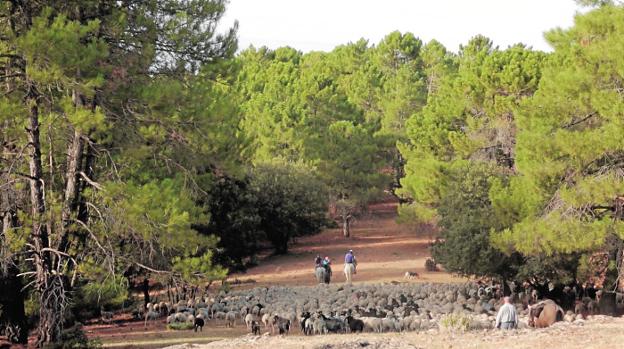 Los ganaderos y pastores Pedro y Tomás Pérez marchan hacia los pastos de invierno de Sierra Morena, con su rebaño, a finales de noviembre./Joaquín Lisón