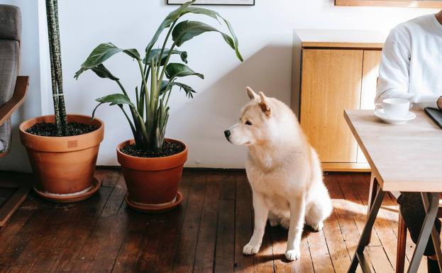 Estas son las plantas que pueden ser tóxicas para las mascotas