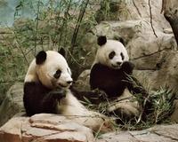 El regalo de dos osos panda abre viejas heridas entre China y Taiwán