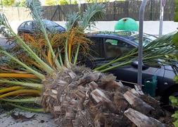 El tronco de la palmera derrumbado sobre la acera y el vehículo. :: LV/