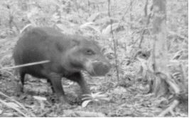 'CAZADO'. El esquivo hipopótamo pigmeo en Liberia. / EFE/