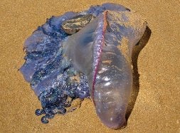El ejemplar de carabela portuguesa aparecido en Calblanque. / AYTO. CARTAGENA/