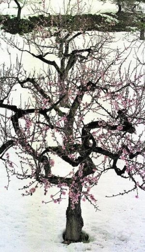 Almendros en flor tras una nevada en el 2004. :: MORELL-EFE/