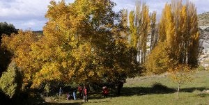 Los nogales y los chopos amarillean los montes de los alrededores del Rincón de los Huertos, una aldea moratallera./