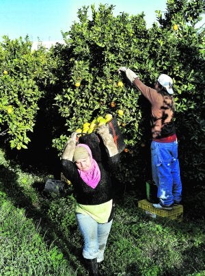 Dos trabajadores recolectando cítricos en un huerto de Beniaján. :: NACHO GARCÍA/AGM/