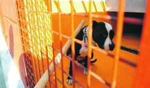El pitbull que está en observación en la perrera municipal. :: N. García/AGM/