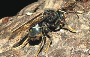Avispa asiática. Diezma las colonias de abejas, pero no ataca al hombre. :: R. C./
