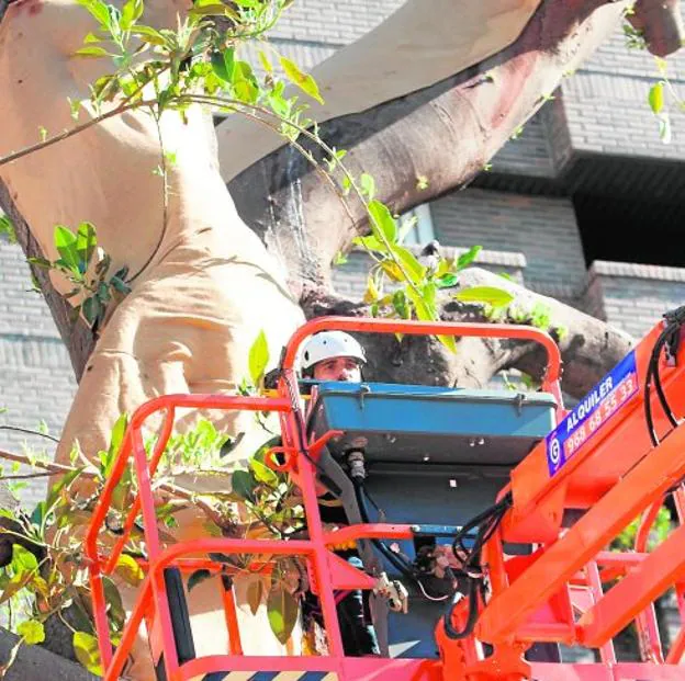 El ficus de Santo Domingo ya está sometido a un chequeo ...