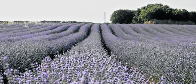 La planta aromática que está trayendo el dinero a estas dos regiones de  España | La Verdad