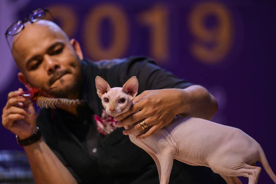 Fotos: En busca del mejor gato | La Verdad