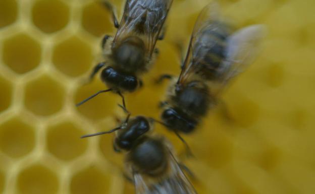 Abejas en una colmena./LV