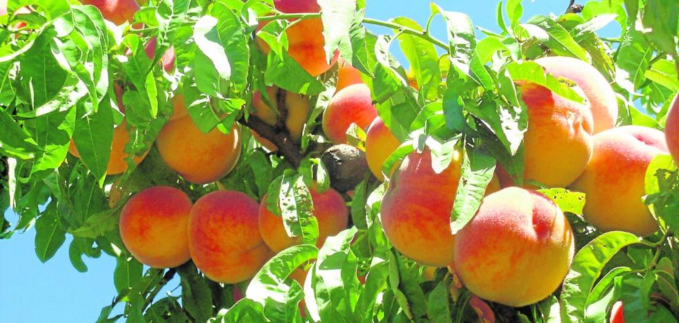 La fruta de hueso se prepara ante el cambio climático - Vimarsana News