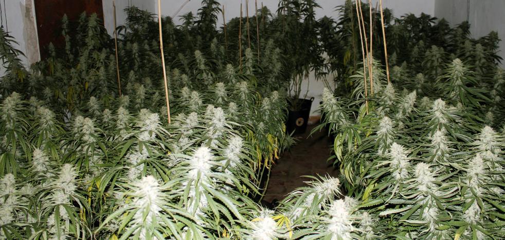 Sucesos | Desmanteladas tres plantaciones de marihuana con más de 700 plantas en Cartagena y Fuente Álamo - Vimarsana News