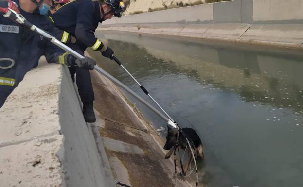 Dog being rescued by firefighters.