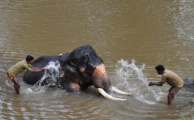 Bathing an elephant.