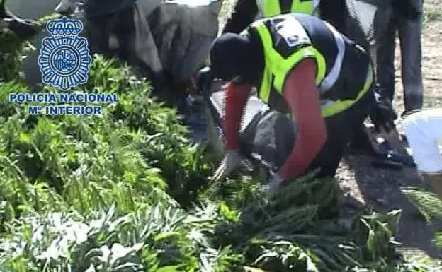 A police officer transfers part of the marijuana seized in an operation against the defendants. 