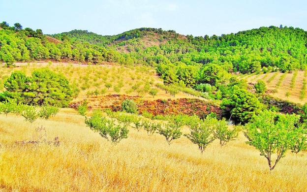 Forest and agrarian territory in the El Madroñal estate, in the Sierra de Almenara (Lorca), under the custody of Acude.
