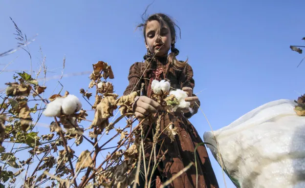 A girl picks cotton on a plantation in Afghanistan. 