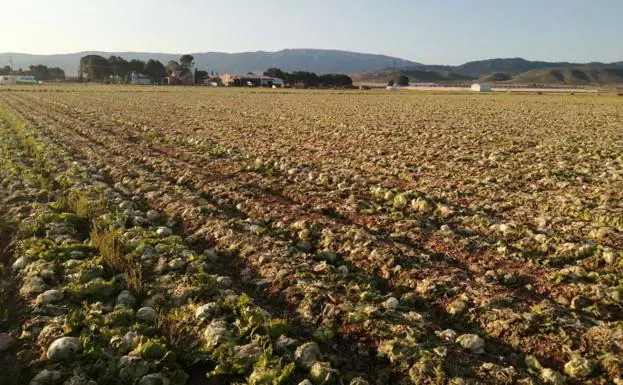 Lettuce wasted on a farm in the area of ​​El Llano, in Yecla.