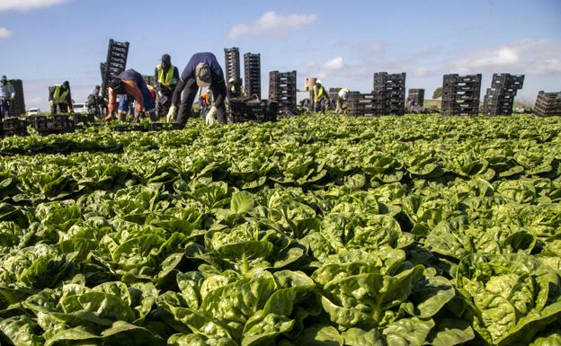Archive image of a lettuce plantation in Campo de Cartagena. 