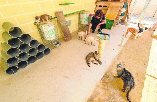 The cats of the Municipal Zoonosis Center of Murcia, together with a volunteer. 