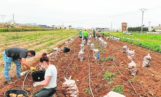 Harvesting of potatoes from the first trial cycle. 