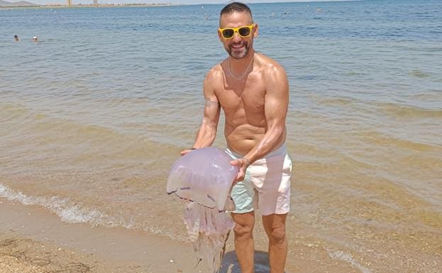 The jellyfish found in the southern basin of the Mar Menor.